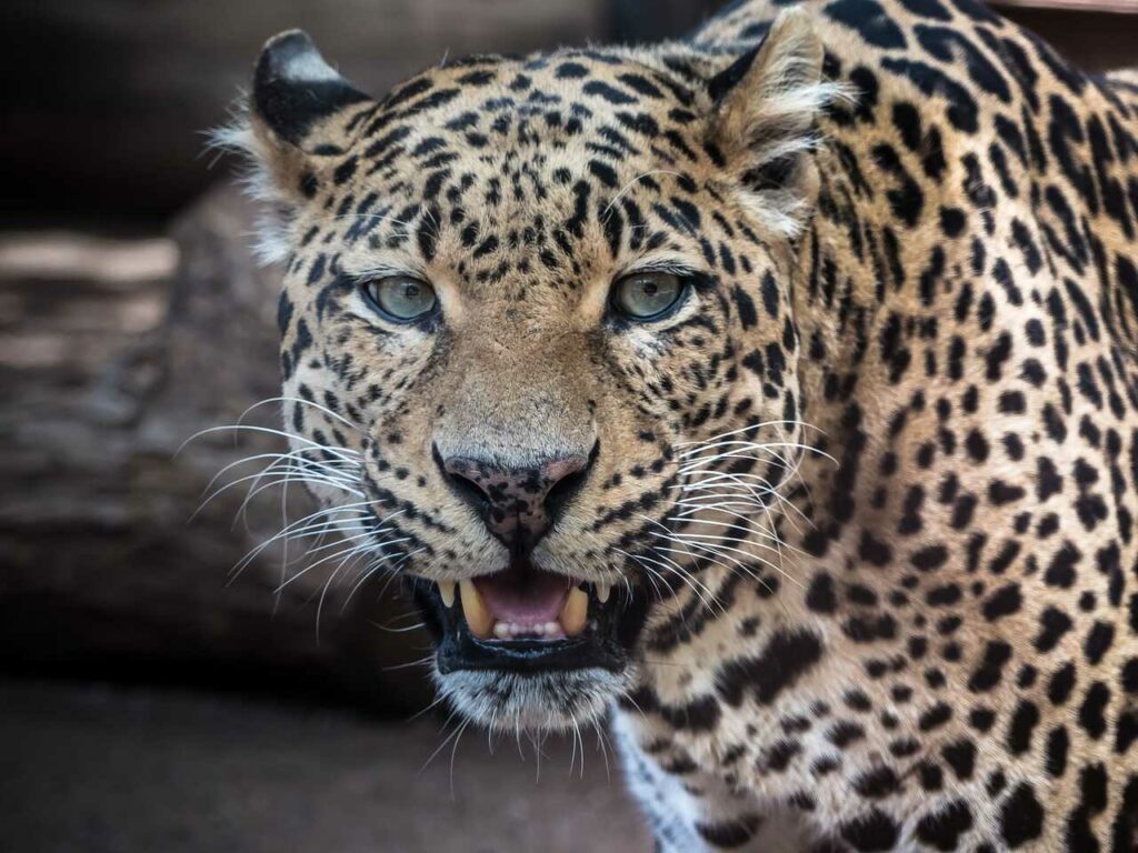 Leopard