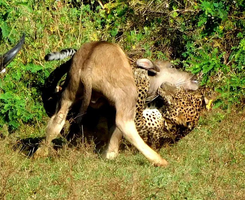 スリランカヒョウ