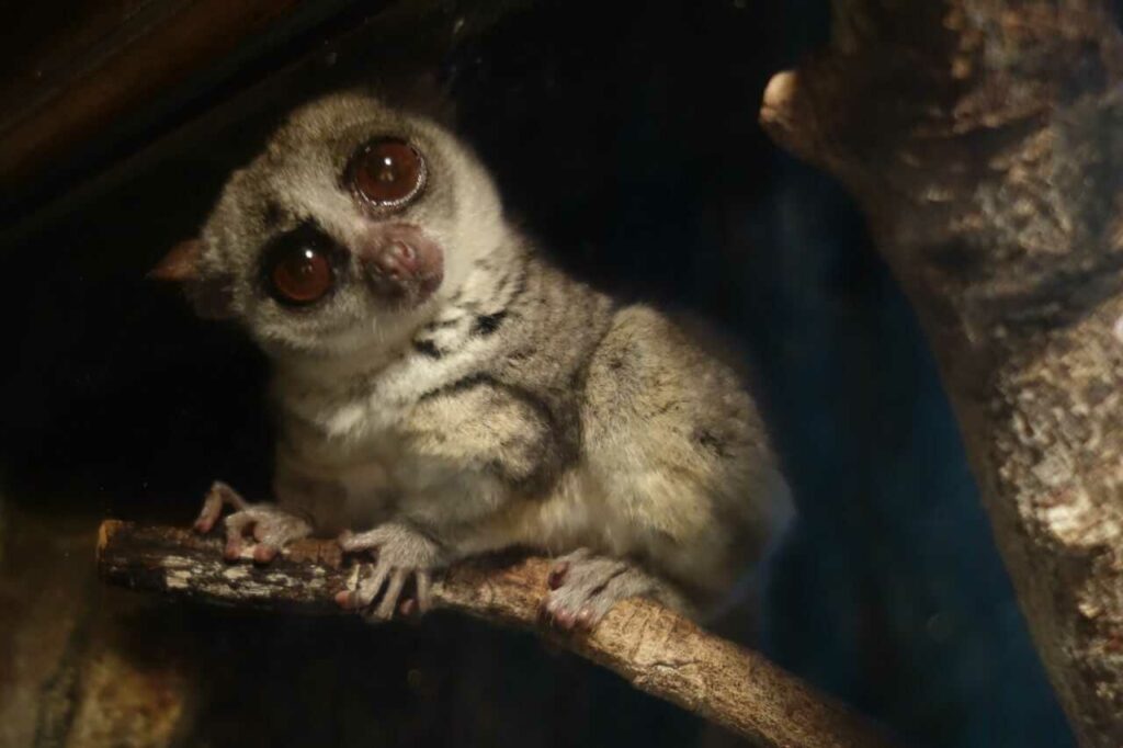 Lesser Galago