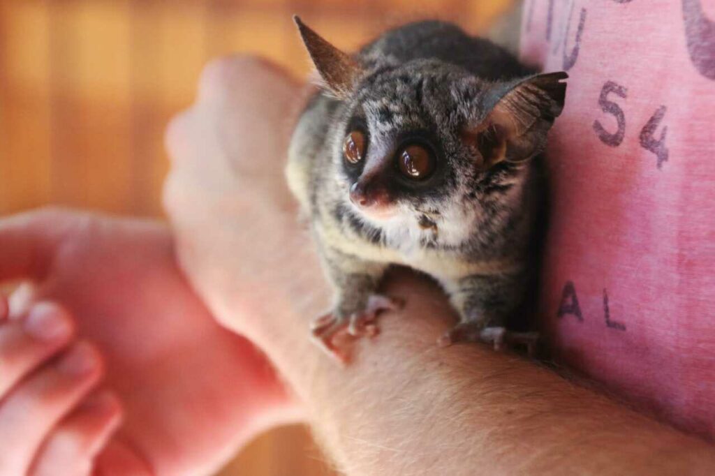 Lesser Galago