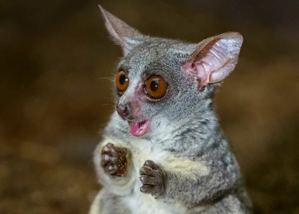 Lesser Galago