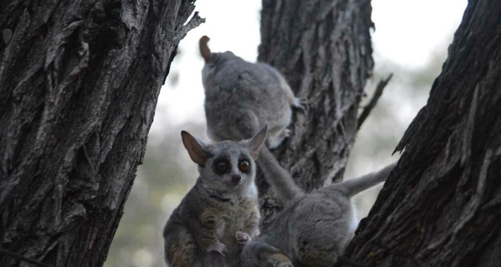 Lesser Galago