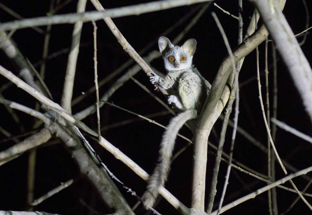 Lesser Galago