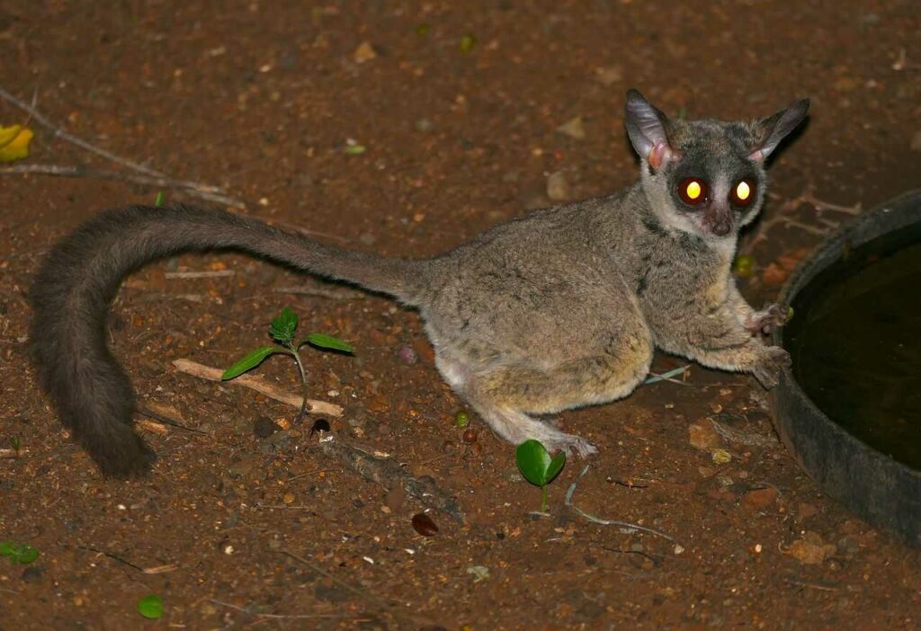 Lesser Galago