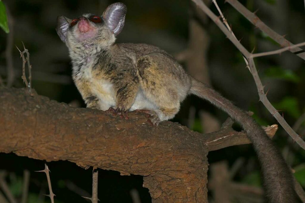 Lesser Galago