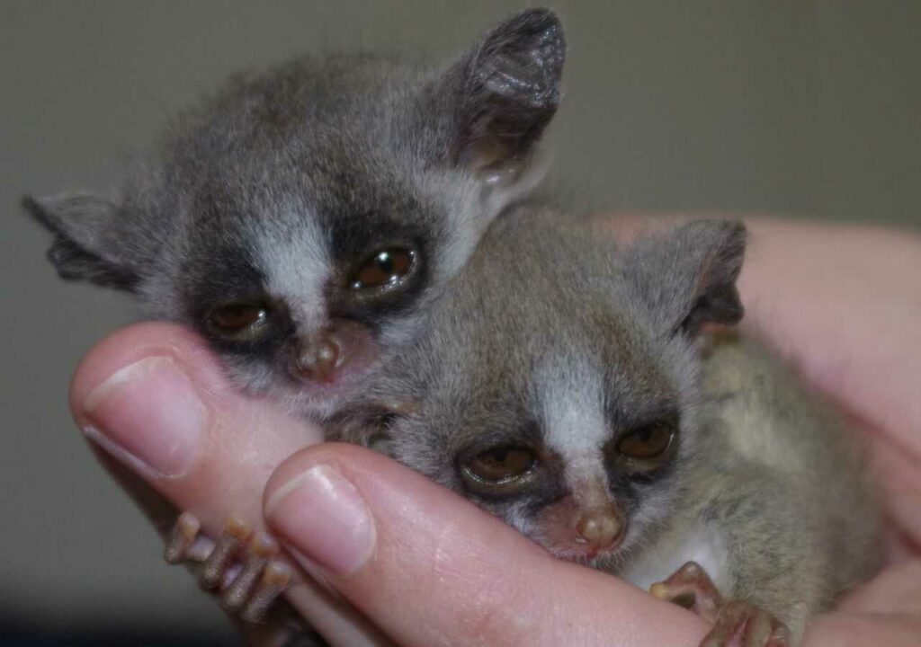 Lesser Galago