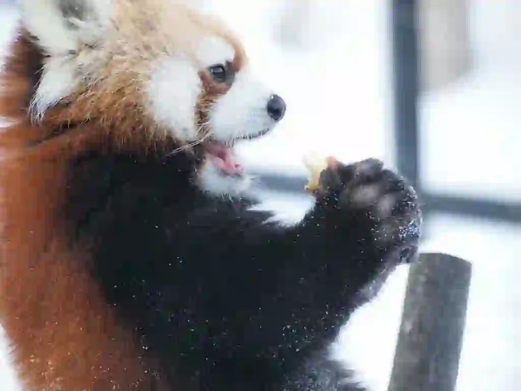 レッサーパンダ