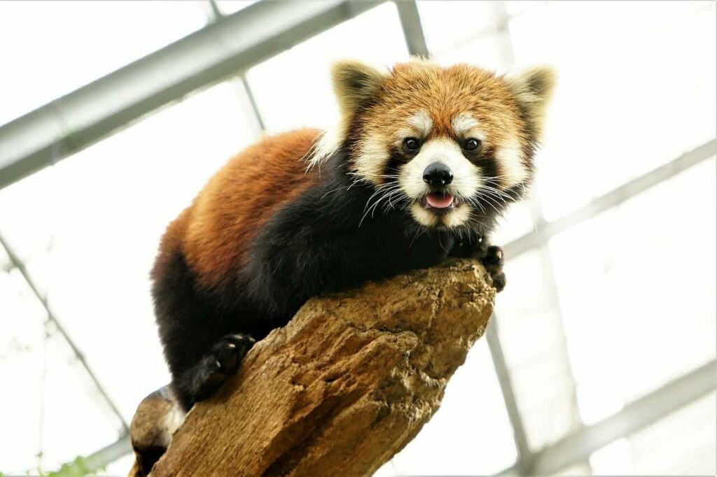 Lesser Panda