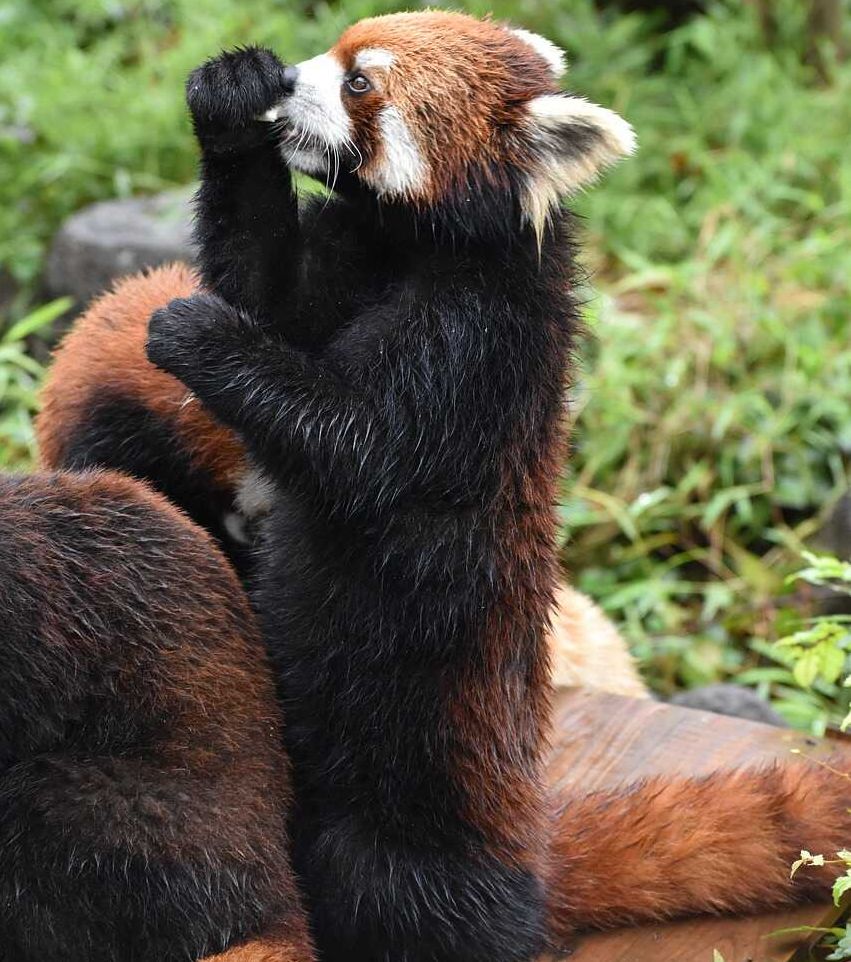 Lesser Panda