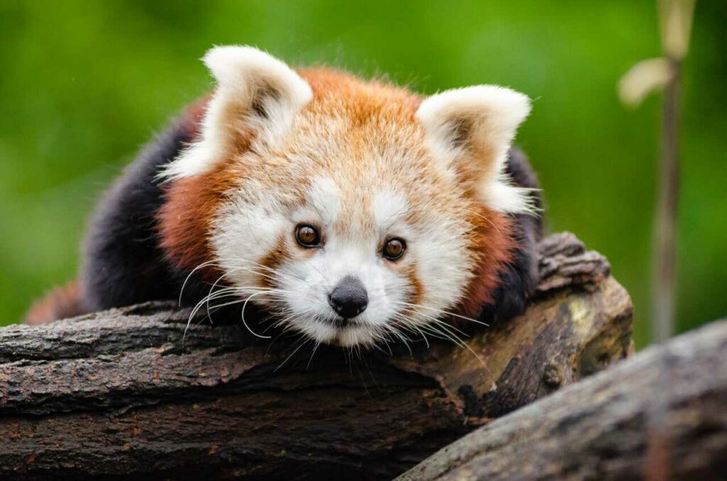 Lesser Panda