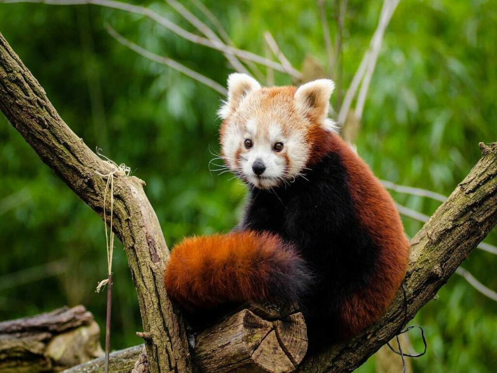 Lesser Panda