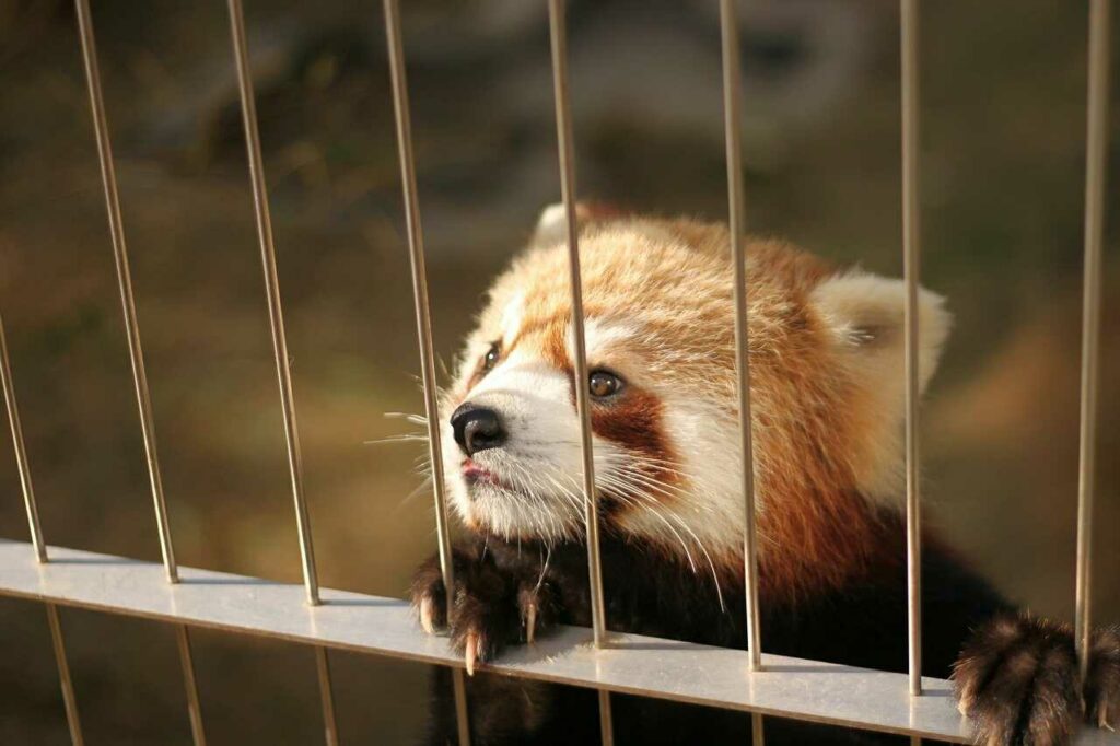 Lesser Panda