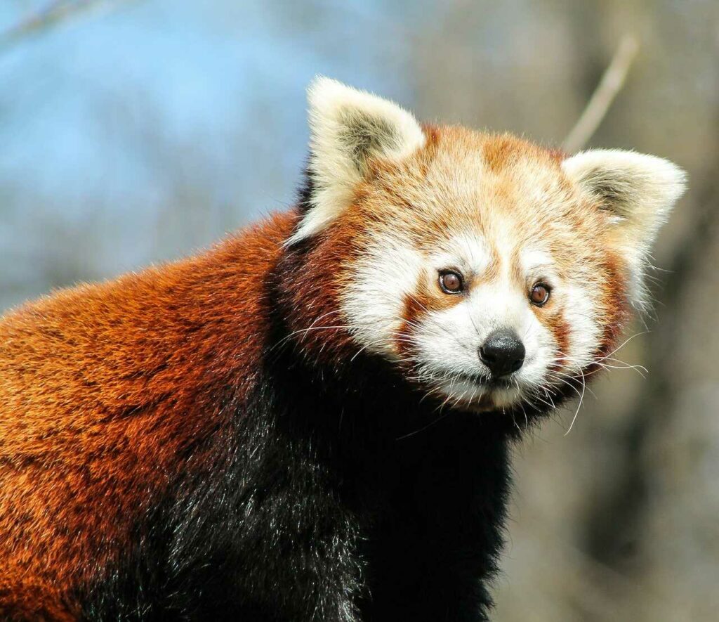 Lesser Panda