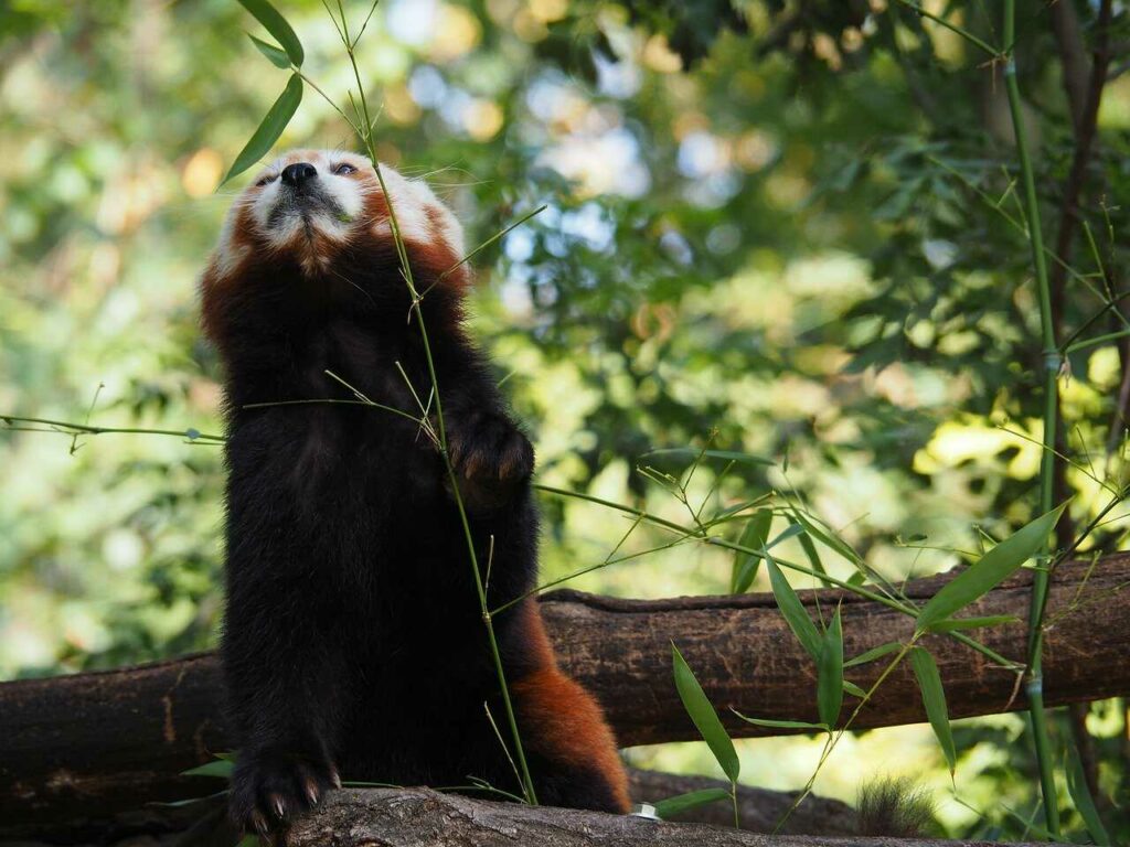 Lesser Panda