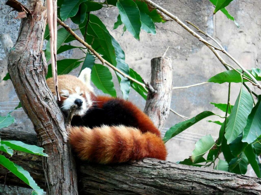 Lesser Panda