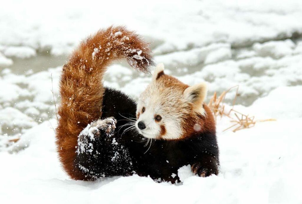 Lesser Panda