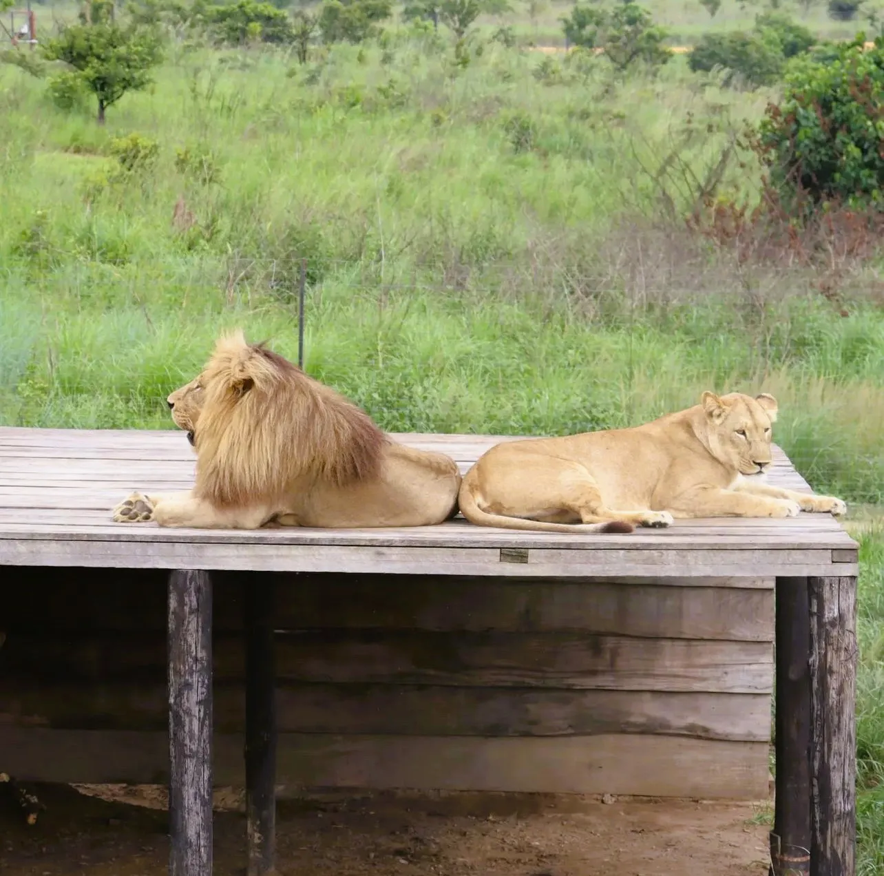 Congo Lion