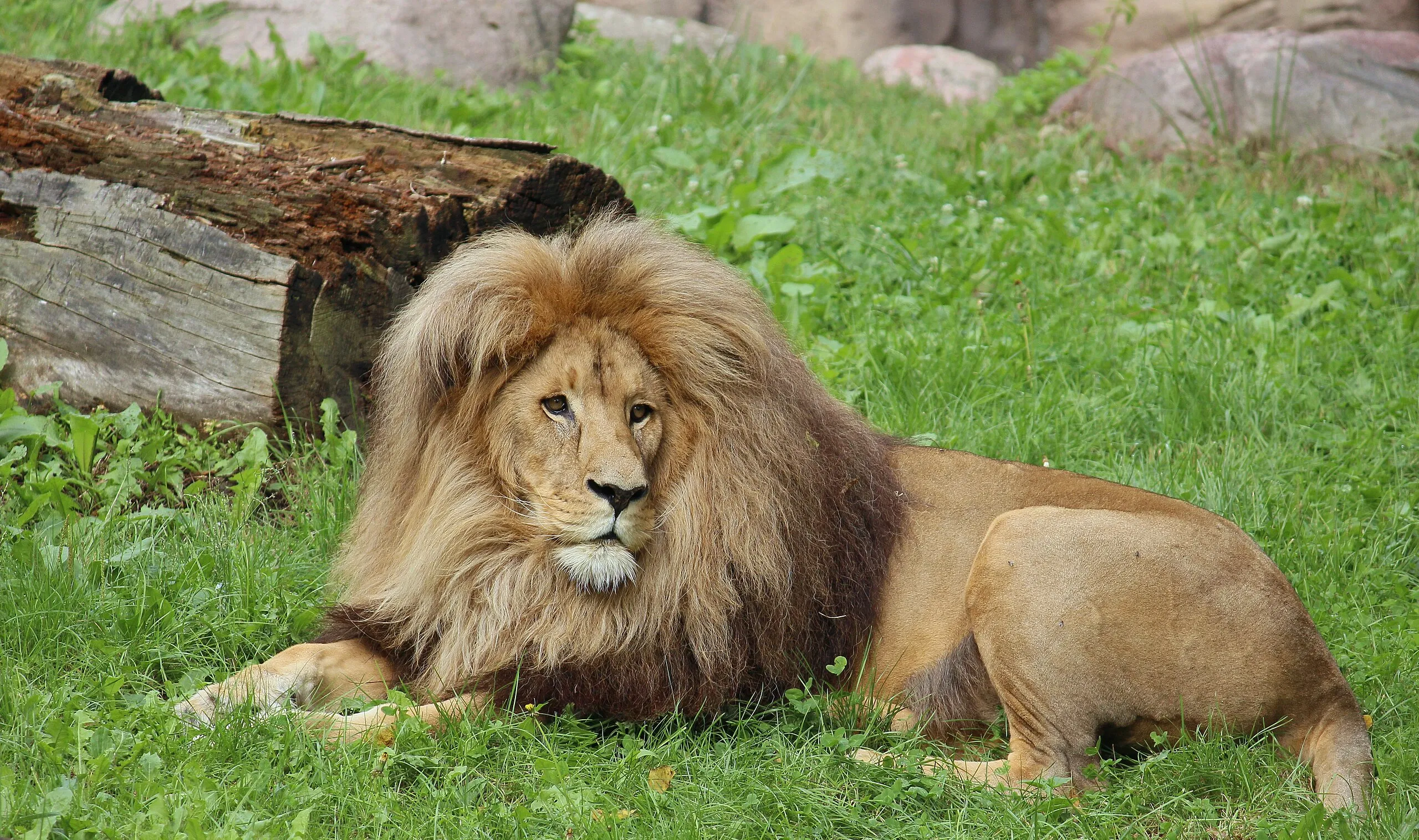 カタンガライオン