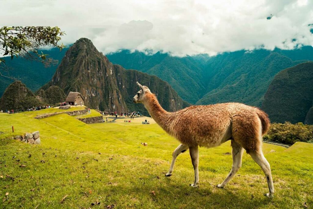 Llama