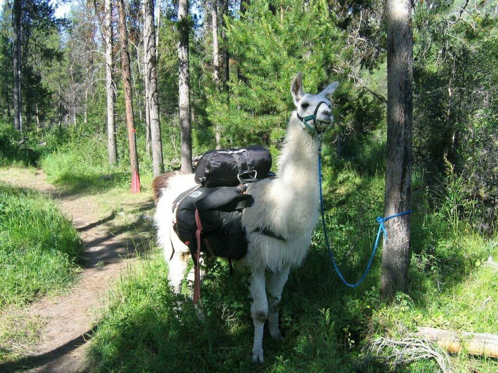 Llama