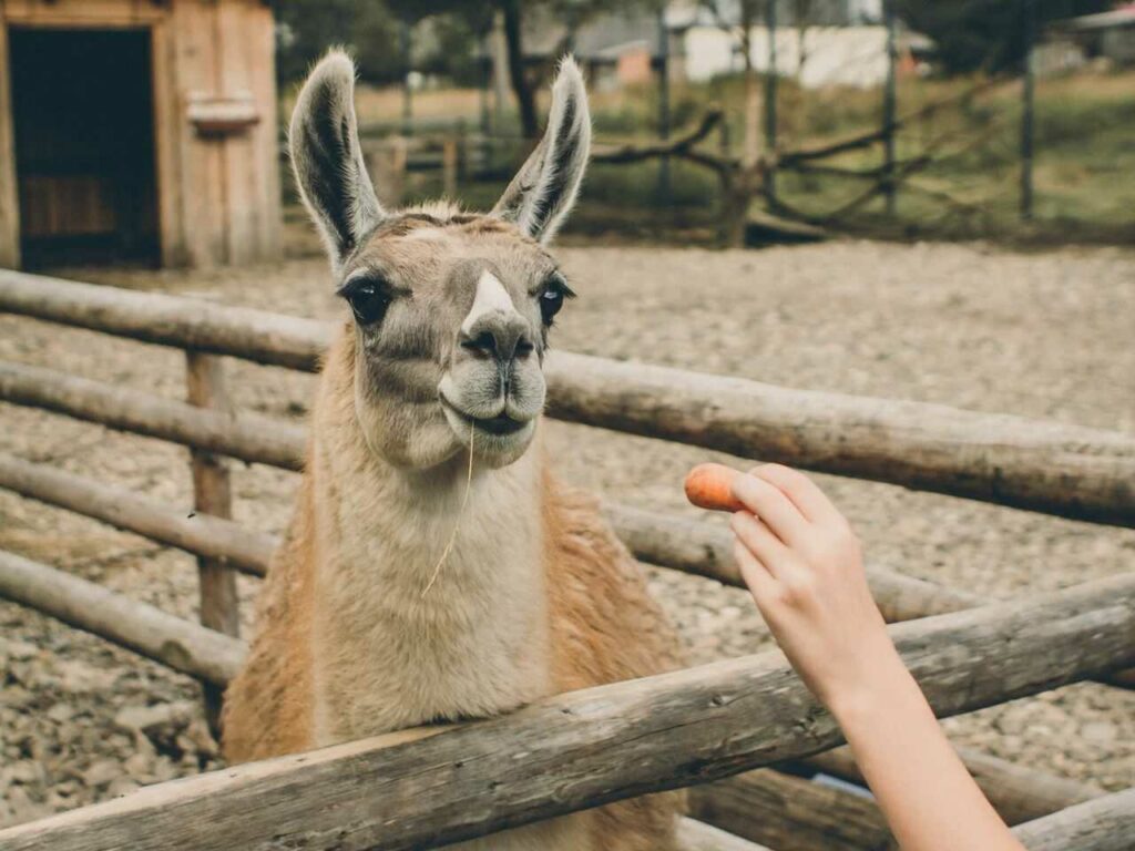 Llama