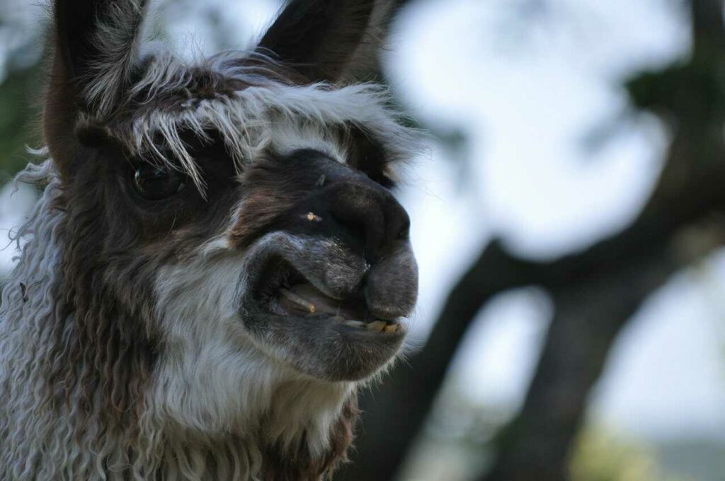 Llama