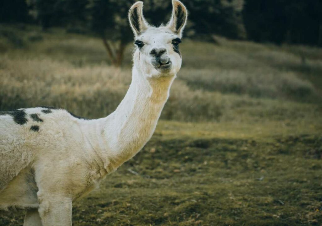 Llama