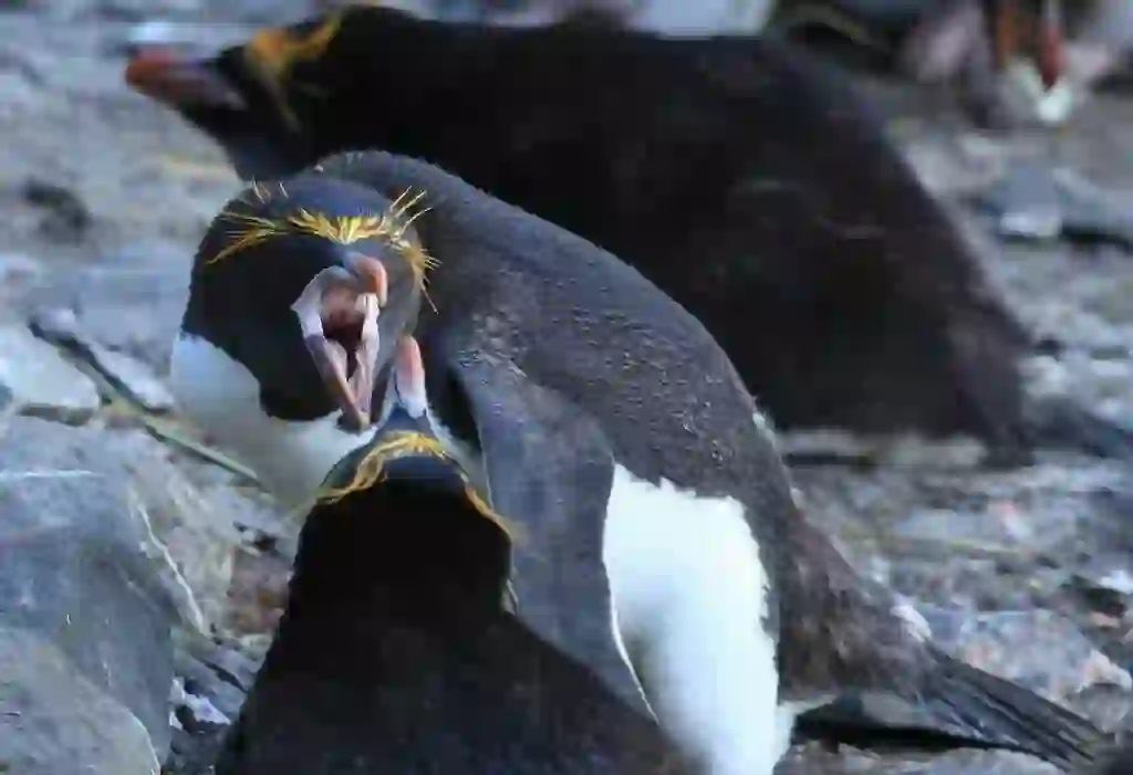 Macaroni Penguin