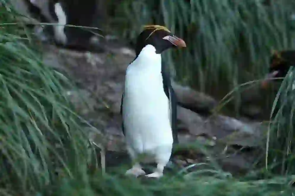 Macaroni Penguin