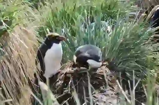 Macaroni Penguin