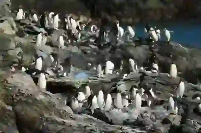 Macaroni Penguin