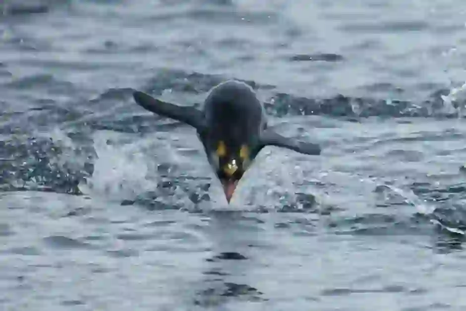 Macaroni Penguin