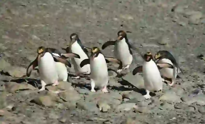 Macaroni Penguin