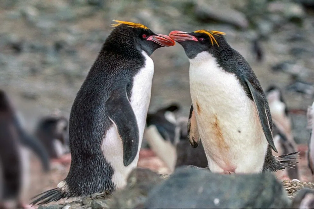 Macaroni Penguin