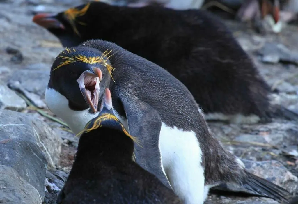 マカロニペンギン