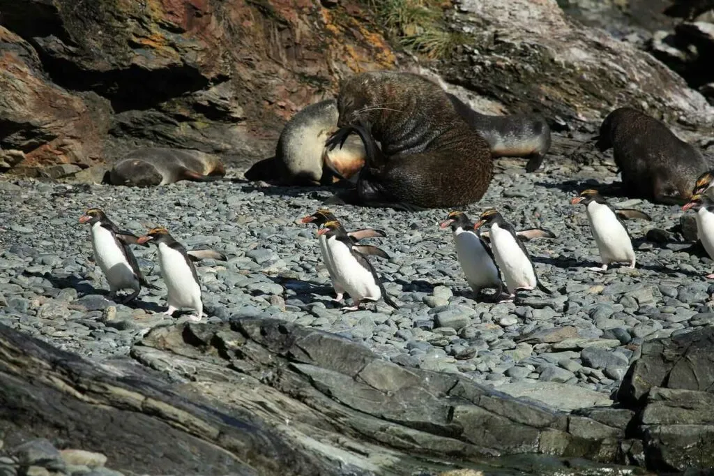 Macaroni Penguin