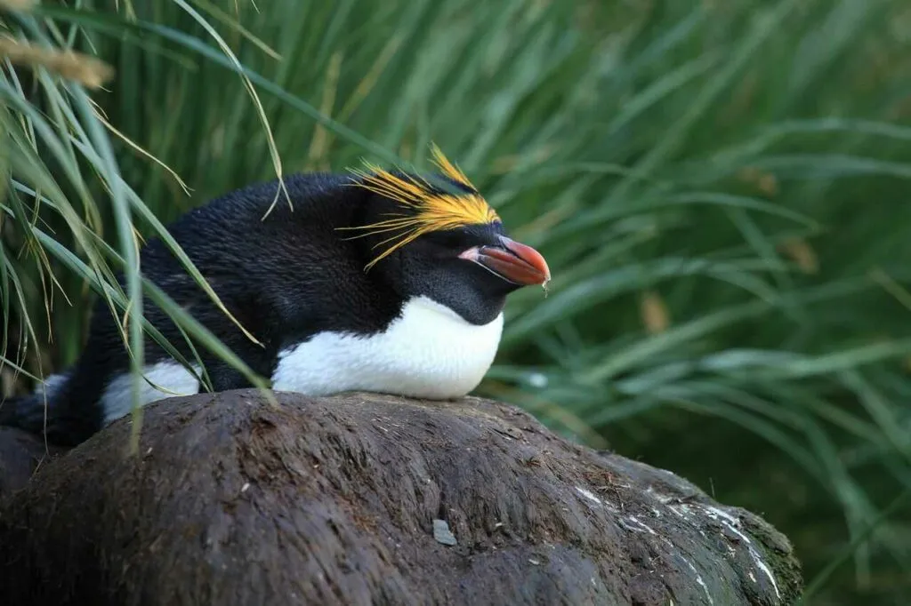 Macaroni Penguin