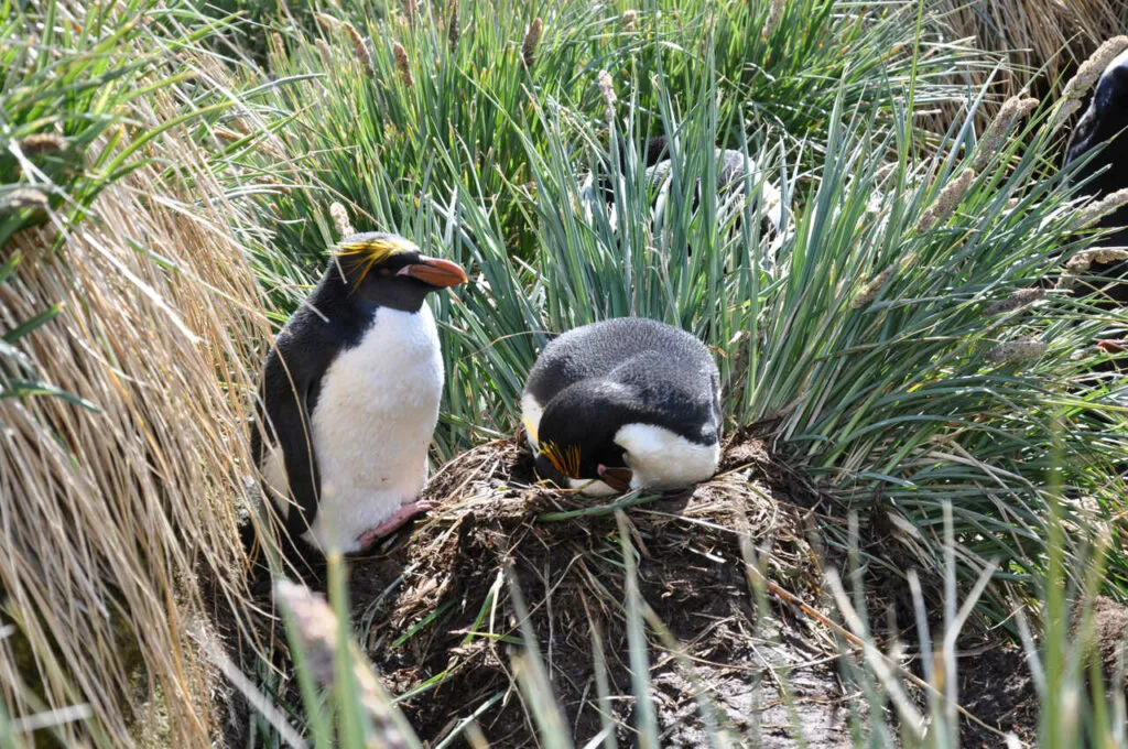 マカロニペンギン