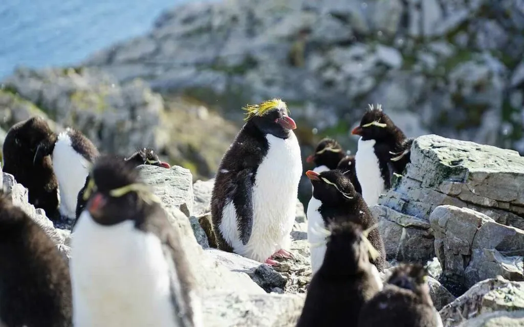 Macaroni Penguin