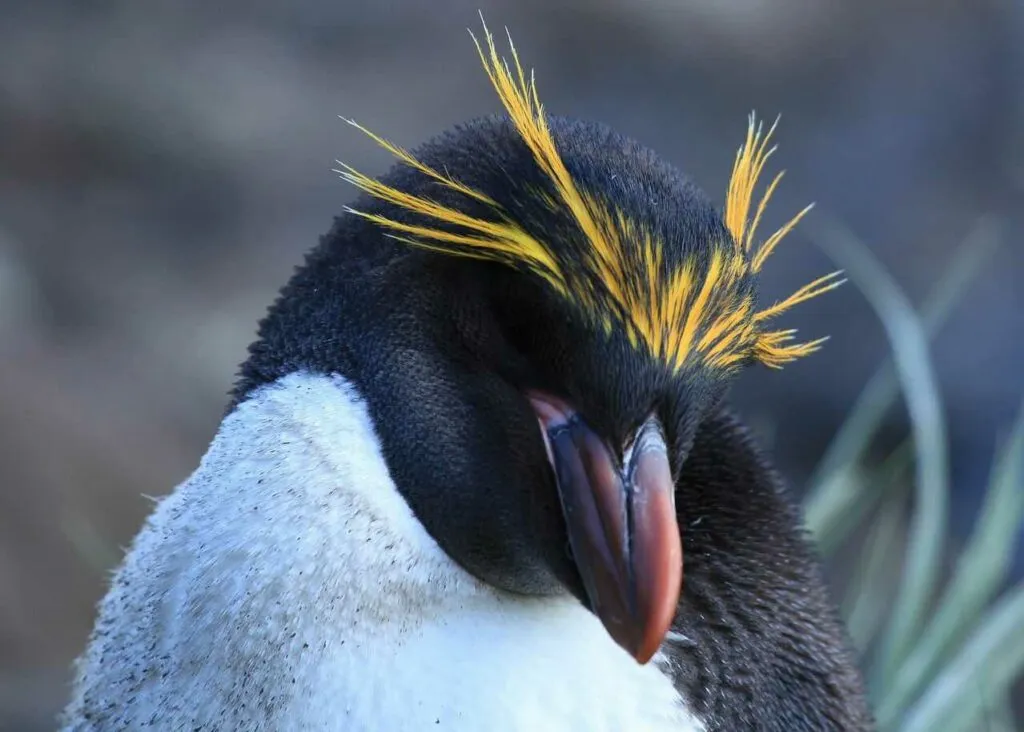 Macaroni Penguin