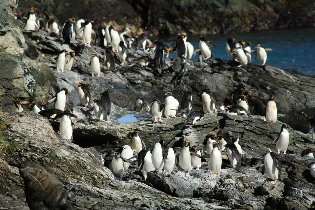 Macaroni Penguin