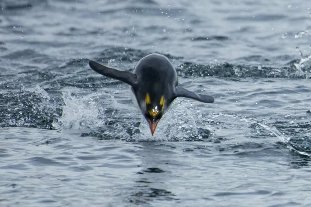 Macaroni Penguin