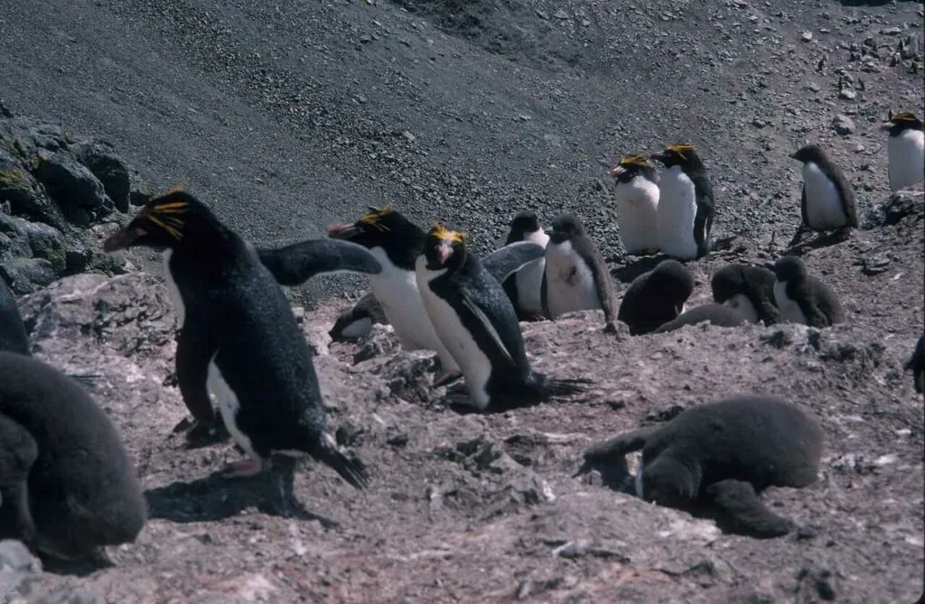 Macaroni Penguin