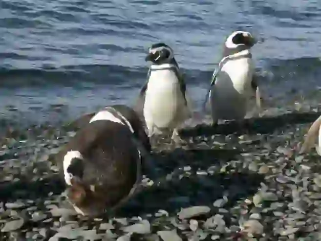 Magellanic Penguin