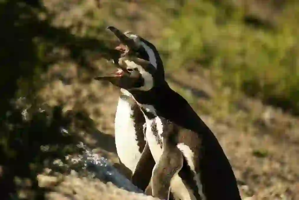 マゼラニックペンギン