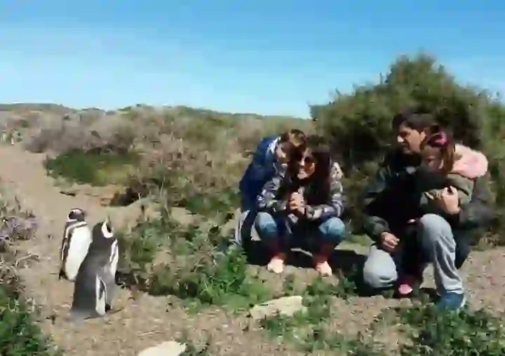 Magellanic Penguin