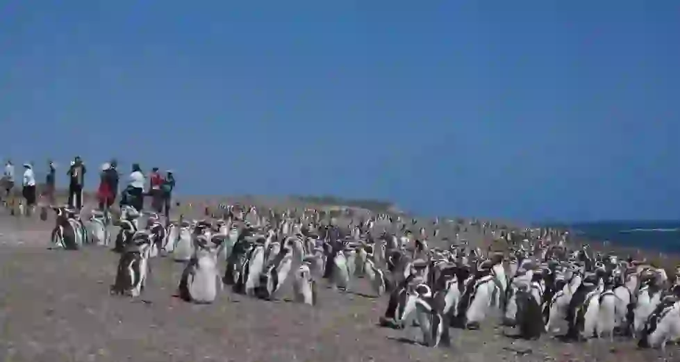 マゼラニックペンギン