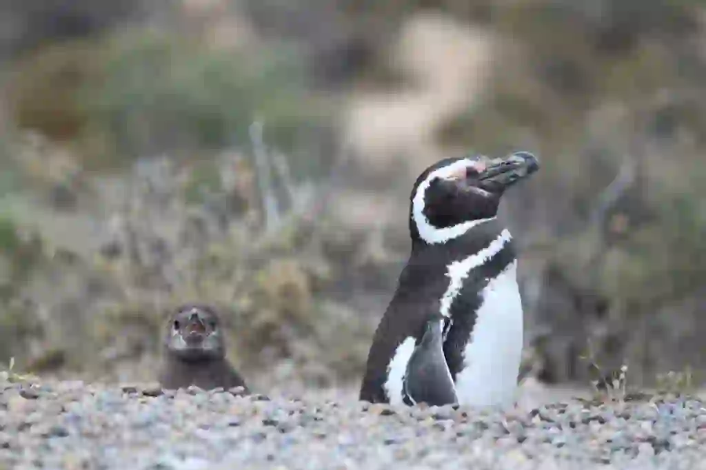 Magellanic Penguin