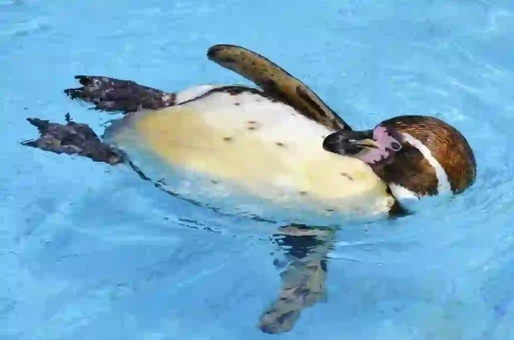 Magellanic Penguin