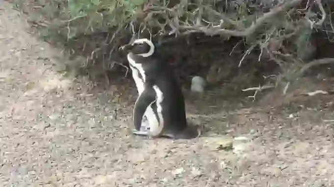 Magellanic Penguin